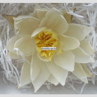 Лотос стабилизированный